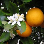orange_blossom.jpg